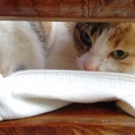 Katze_Siargao_Islands_2016_02