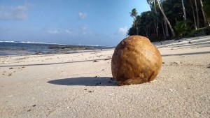 coconut_siargao_islands_bamboo_garden_2016_02