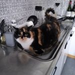 katze_frieda