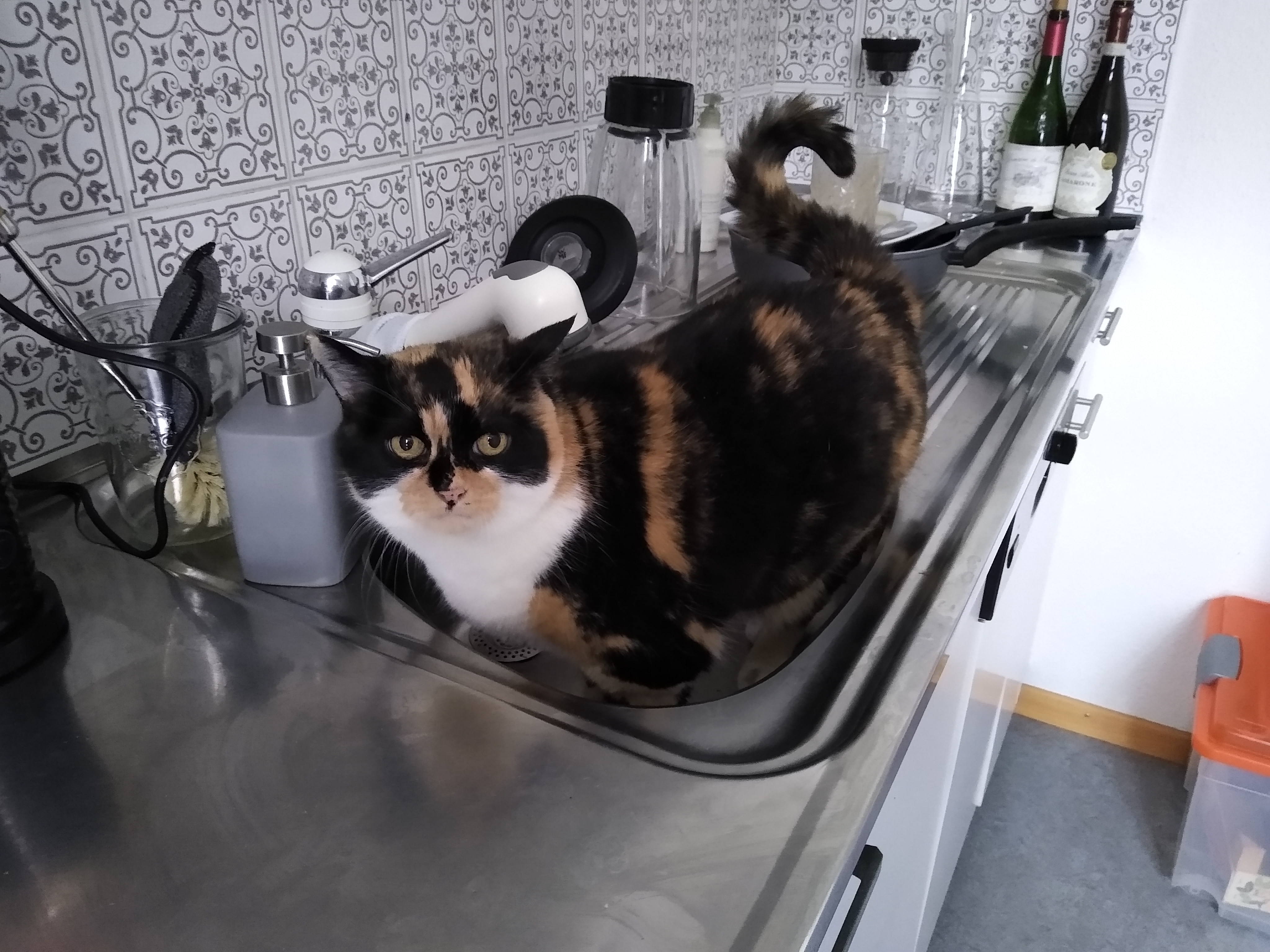 katze_frieda